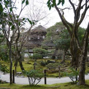 苔(コケ),苔(コケ),苔(コケ),鳳凰,お寺の画像