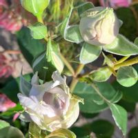 バラ　ザ•セレスティアル,お花,ばら バラ 薔薇,おうち園芸,庭の画像