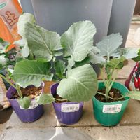 スティックセニョール,ブロッコリー,ブロッコリー,目の保養,おいしくなぁ〜れの画像