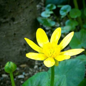 ヒメリュウキンカ,ヒメリュウキンカ,小さな庭の画像