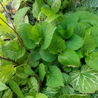 オダマキ,オダマキ,ナンテン,ミヤコワスレ,ミヤコワスレの画像