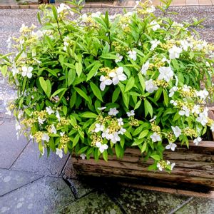 名前教えて！,お出かけ先の画像