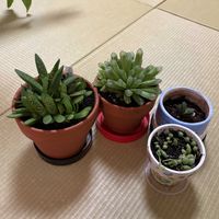 銀沙子宝,健康ウグイスアロエ,美窓ピリフェラ,シクラメン　ピーチ,植え替えの画像