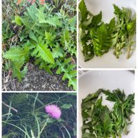 アザミ,ノアザミ,山野草,神奈川県,山野草大好き協会の画像