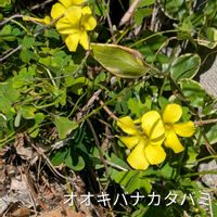 カタバミ,ムラサキカタバミ,オオキバナカタバミ,オッタチカタバミ,玄関先の画像