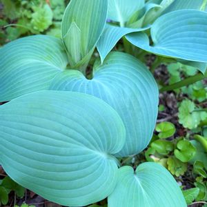 ギボウシ（ホスタ）,ホスタ ハルシオン,ホスタ・サンパワー,ホスタ・ソースィート,ジョイライドの画像