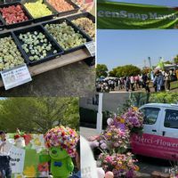 スターチス,スターチス,多肉,堆肥,堆肥の画像