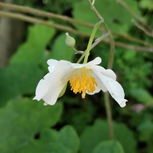 シラユキゲシ,シラユキゲシ,小さな庭,庭の画像