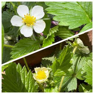 ワイルドストロベリー,ワイルドストロベリー フレーズ・デ・ボア,ハーブ,小さな庭の画像