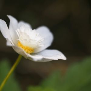 八重咲イチリンソウ,仲良し,花のある暮らし,おうち園芸,癒しの時間♡の画像