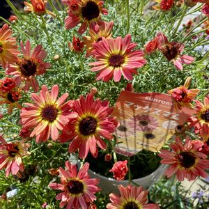 マックスマム 夕焼けレッド,いつもありがとう♡,癒し…♡,おうち園芸,ベランダの画像