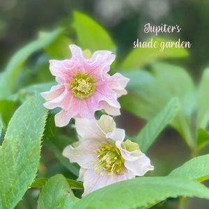 クリスマスローズ,パピエ クリスマスローズ,花郷園,クリスマスローズ  パピエ,ナチュラルガーデンの画像