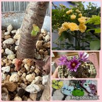 多肉植物,サボテン科,多肉女子,棒の日,I love the Earth.の画像