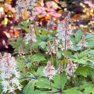 モモイロタンポポ,モッコウバラ,シレネ・ユニフローラ,三時草,ティアレラ ピンクスカイロケットの画像