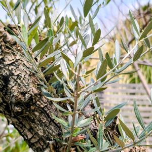 オリーブ,観葉植物,オザキフラワーパーク,古木,樹皮の画像