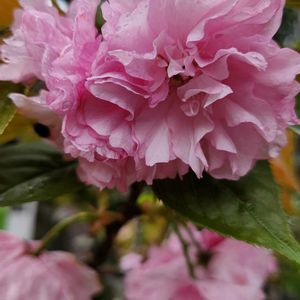 八重桜,小さな庭の画像