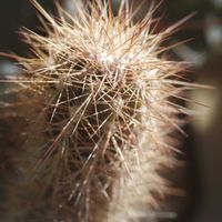 ハオルチア,多肉植物,観葉植物,塊根植物,サボテン科の画像