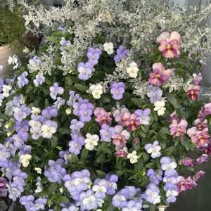 ビオラ,ビオラ・ミステリアスシリーズ・マリア,ビオラ ジョリージョリ,ビオラ ジョリージョリ,アンティークパステルビオラの画像