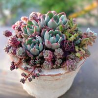 ハムシー,スプリングワンダー,ララ,多肉植物,育てやすい多肉植物の画像