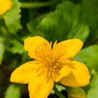 ムベ,リュウキンカ,ガーデニング,花のある暮らし,仕事先の画像