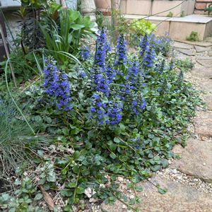 アジュガ　チョコレートチップ,アジュガ シルバー,タイム 'ロンギカウリス',小さな庭,庭の画像