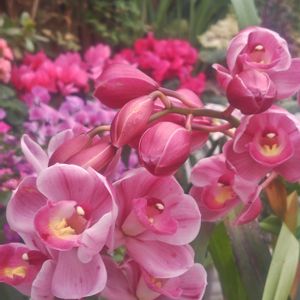 綺麗〜❤️,ありがとう❤️,可愛いお花♡,シンビジュウム,感動❤️の画像