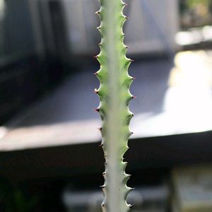 ホワイトゴースト,ユーフォルビア属,多肉植物,棒の日,テラスの画像