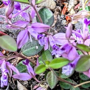 ヒメハギ,ヒメハギ,山野草,里山,チーム岐阜の画像