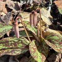 カタクリ,カタクリ,カタクリ,クロユリ,スイセンの画像