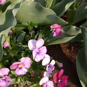 お出かけ先の画像