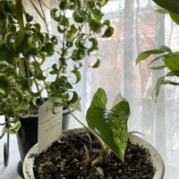 シンゴニウム,シンゴニウム・フレンチマーブル,シンゴニウム・フレンチマーブル,グリーン,モニターの画像