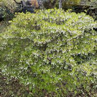 ドウダンツツジ,ニラ,ニラのチヂミの画像