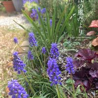 ムスカリ,ガーデニング,ネコ好き,イラスト,癒しの画像