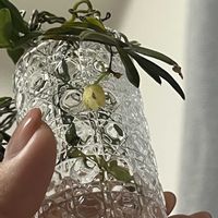 カヤラン,お花,着生ランの画像