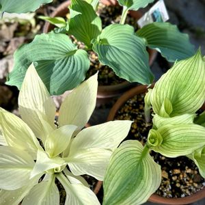 ギボウシ,ガーデニング,シェードガーデン,ホスタ,おうち園芸の画像