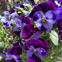 アジュガ,レースラベンダー,ベロニカ・オックスフォードブルー,こぼれ種ビオラ,ユニークカラー ビオラの画像