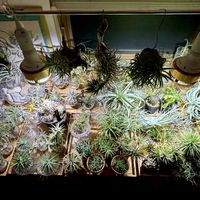 パキポディウム　恵比寿大黒,塊根植物,かわいいな♡,GS映え,GS日和の画像