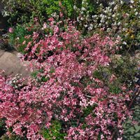 アリッサム,ローダンセマム・アフリカンアイズ,ミニパンジー・エール17,這性キンギョソウ『アールグレイスモア』,寄せ植えの画像