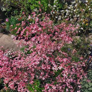 アリッサム,ローダンセマム・アフリカンアイズ,ミニパンジー・エール17,這性キンギョソウ『アールグレイスモア』,寄せ植えの画像