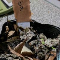 サルビア,実生苗,自家製腐葉土,生ゴミ堆肥,2号の育苗ポットの画像