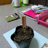 サニーレタス,実生苗,自家製腐葉土,生ゴミ堆肥,2号の育苗ポットの画像