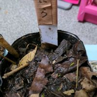 ニラ,実生苗,自家製腐葉土,生ゴミ堆肥,2号の育苗ポットの画像