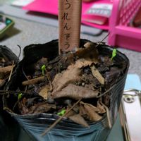 ほうれん草,実生苗,自家製腐葉土,生ゴミ堆肥,2号の育苗ポットの画像