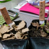 モロヘイヤ,実生苗の画像