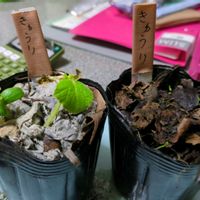 キュウリ,実生苗の画像