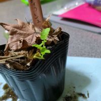 ラディッシュ,実生苗の画像