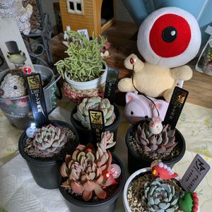 多肉植物,多肉狩り,繋がりに感謝✨,全国オヤジ連合会,多肉とみどりのマルシェinなばなの里の画像
