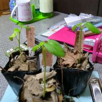 オクラ,実生苗の画像