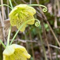 バイモ,アミガサユリの画像