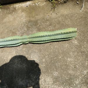 サボテン,小さな庭の画像